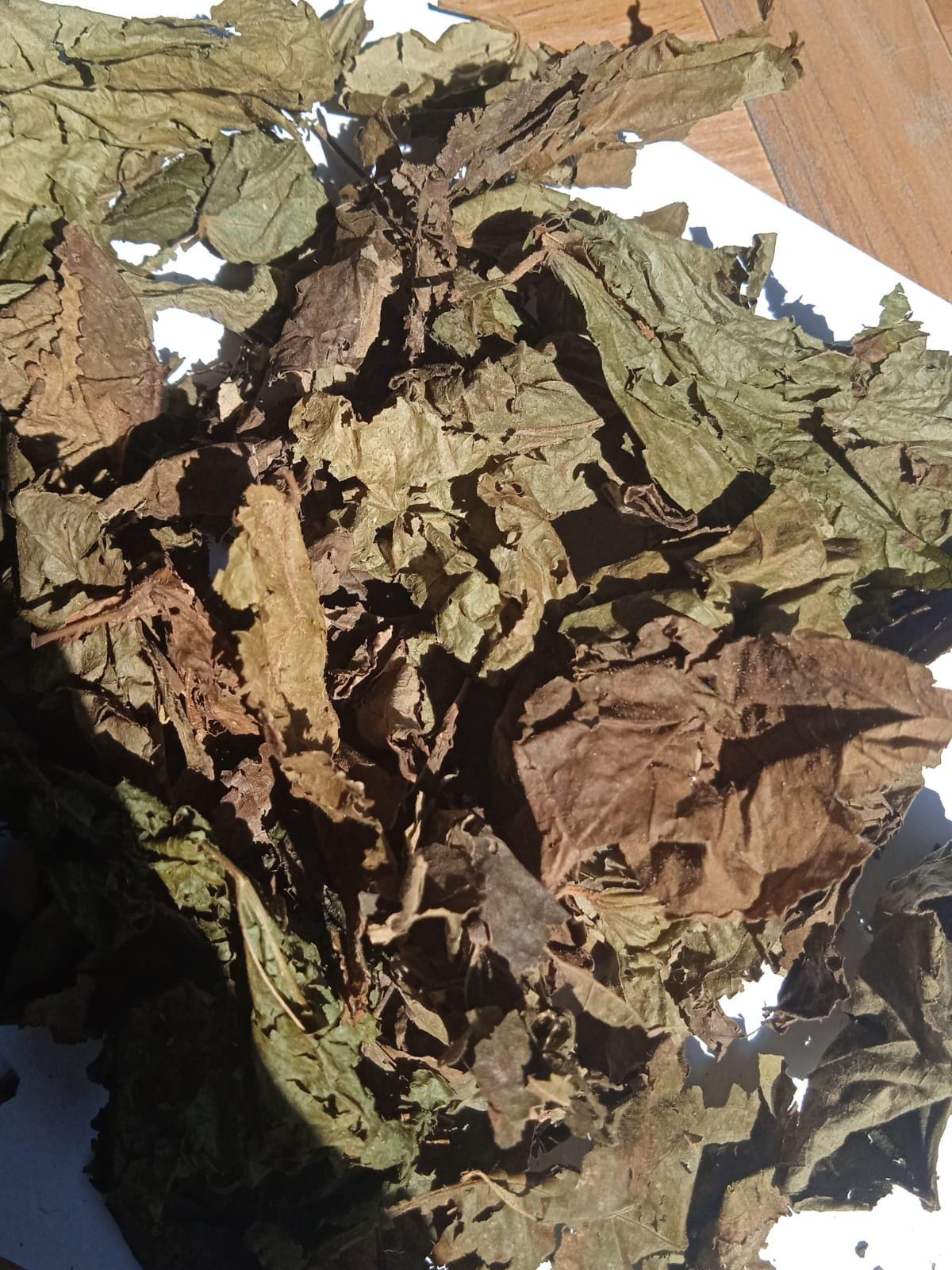 Daun Jati Belanda - Guazuma ulmifolia Leaf (Dried and Powder)