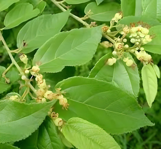 Daun Jati Belanda - Guazuma ulmifolia Leaf (Dried and Powder)