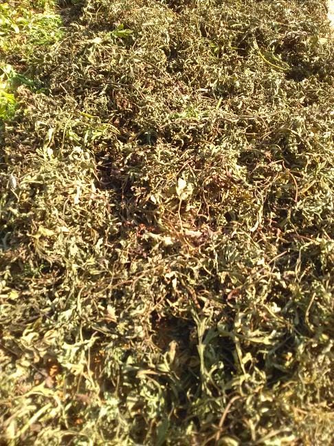 Daun Kenikir - Cosmos Caudatus Leaf (Dried and powder)