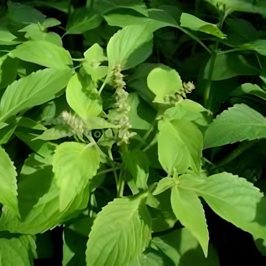 Daun Sangketan - Heliotropium Indicum Leaf (Dried and Powder)