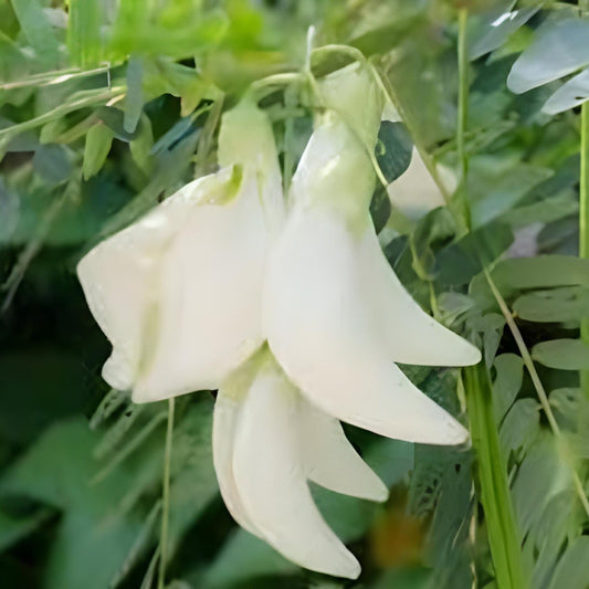 Bunga Turi - Sesbania Grandiflora Flower (Powder and Dried)