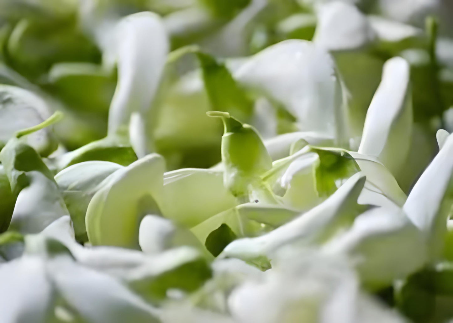 Bunga Turi - Sesbania Grandiflora Flower (Powder and Dried)