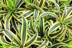 Daun Dracaena - Dracaena Sanderiana Leaf (Dried and Powder)