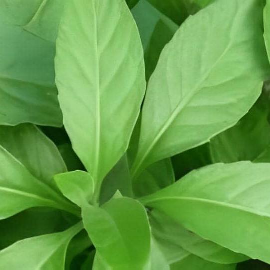 Daun Sambung Nyawa - Gynura procumbens  Leaf ( Dried and Powder)