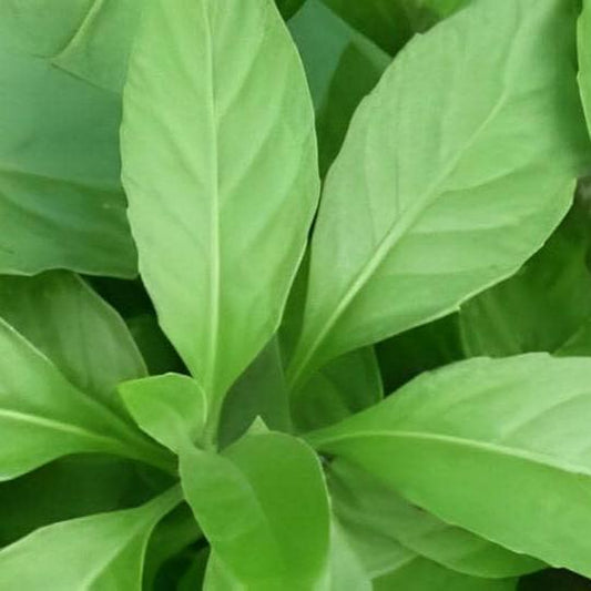 Daun Sambung Nyawa - Gynura procumbens  Leaf ( Dried and Powder)