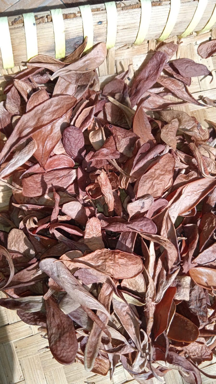 Daun Sisik Naga - Pyrrosia piloselloides Leaf (Dried and Powder)
