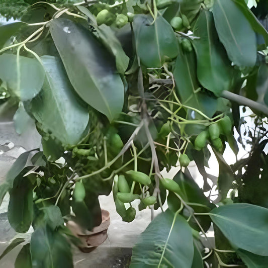 Daun Jamblang Juwet Hijau Duwet Jambu Keling Syzygium cumini Leaf (Dried and Powder)