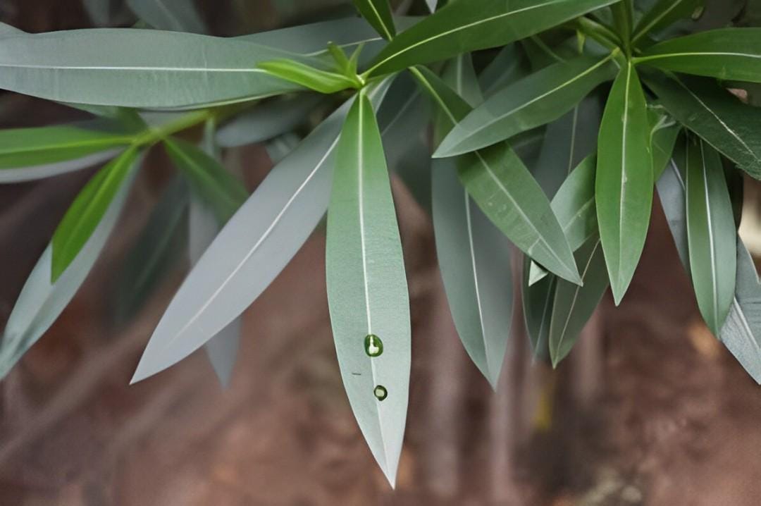 Daun Jure - Nerium Indicum Mill. Leaf (Dried and Powder)