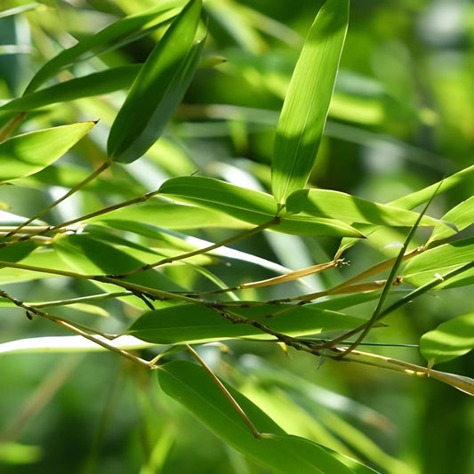 Daun Bambu (Dried and Powder