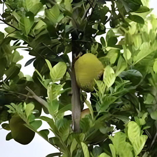 Daun Nangka - Artocarpus heterophyllus Leaf (Dried and Powder)