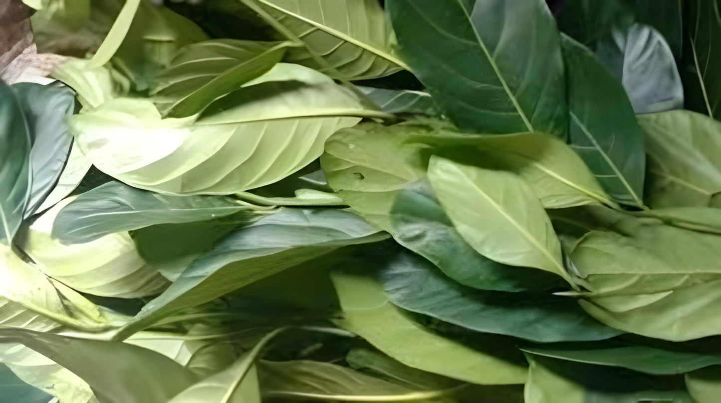 Daun Nangka - Artocarpus heterophyllus Leaf (Dried and Powder)