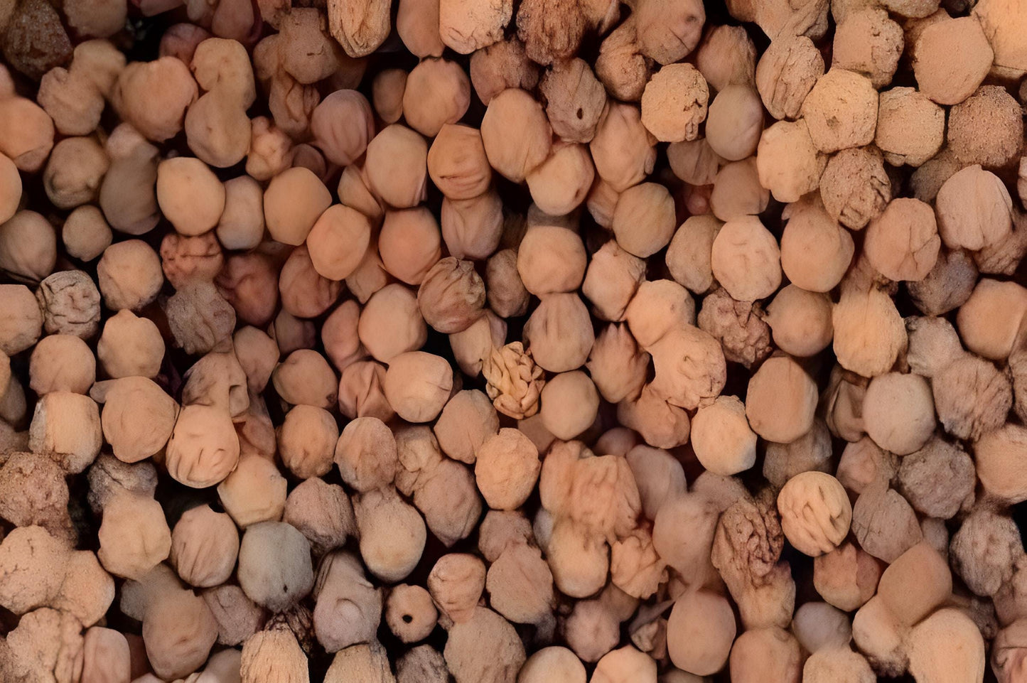 Biji Jenitri - Elaeocarpus Ganitrus Seed (Dried and Powder)