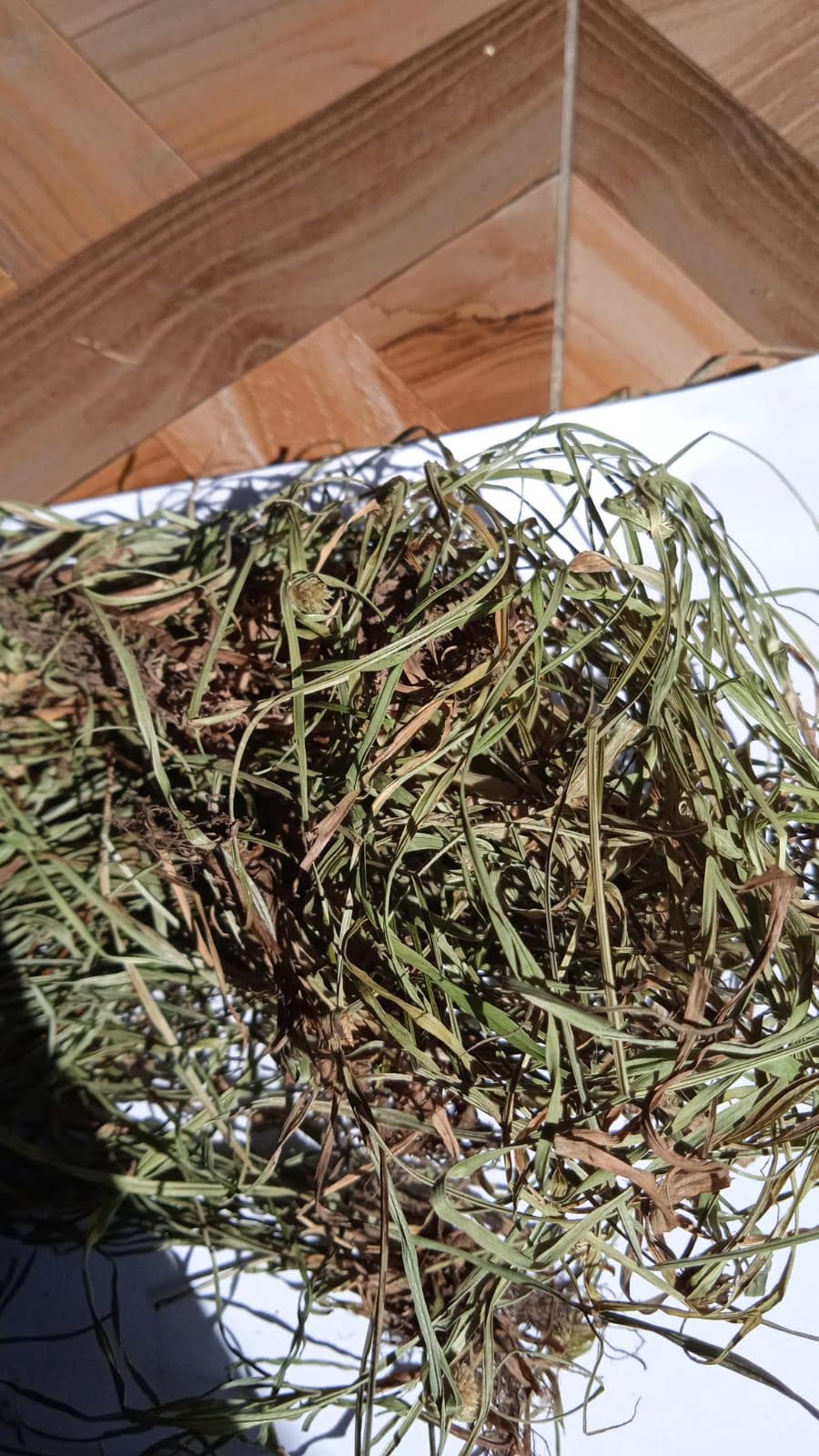 Daun Teki - Kyllinga brevifolia (Dried and Powder)