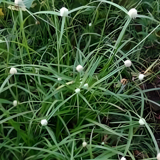 Daun Teki - Kyllinga brevifolia (Dried and Powder)
