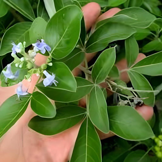 Daun Legundi - Vitex trifolia Leaf (Dried and Powder)