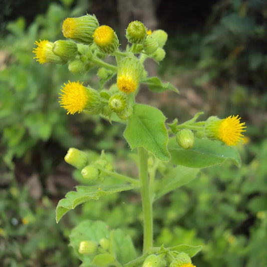 Daun Sembung Kuwuk - Blumea Lacera Leaf (Dried and Powder)