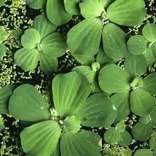 Daun Apu Apu - Pistia Stratiotes Leaf (Dried and Powder)