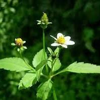 Daun Ajeran - Bidens Pilosa Leaf (Dried and Powder)