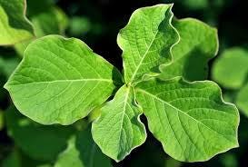 Daun Jarong - Achyranthes Aspera Leaf (Dried and Powder)