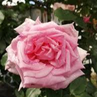 Bunga Mawar - Rosa Chinensis Jacq. Flower (Dried and Powder)