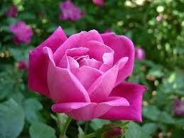 Bunga Mawar - Rosa Chinensis Jacq. Flower (Dried and Powder)