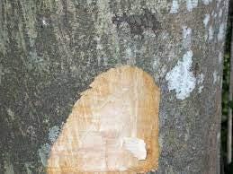 Kulit Pohon Saga - Adenanthera Pavonina Bark (Dried and Powder)