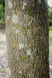 Kulit Pohon Saga - Adenanthera Pavonina Bark (Dried and Powder)