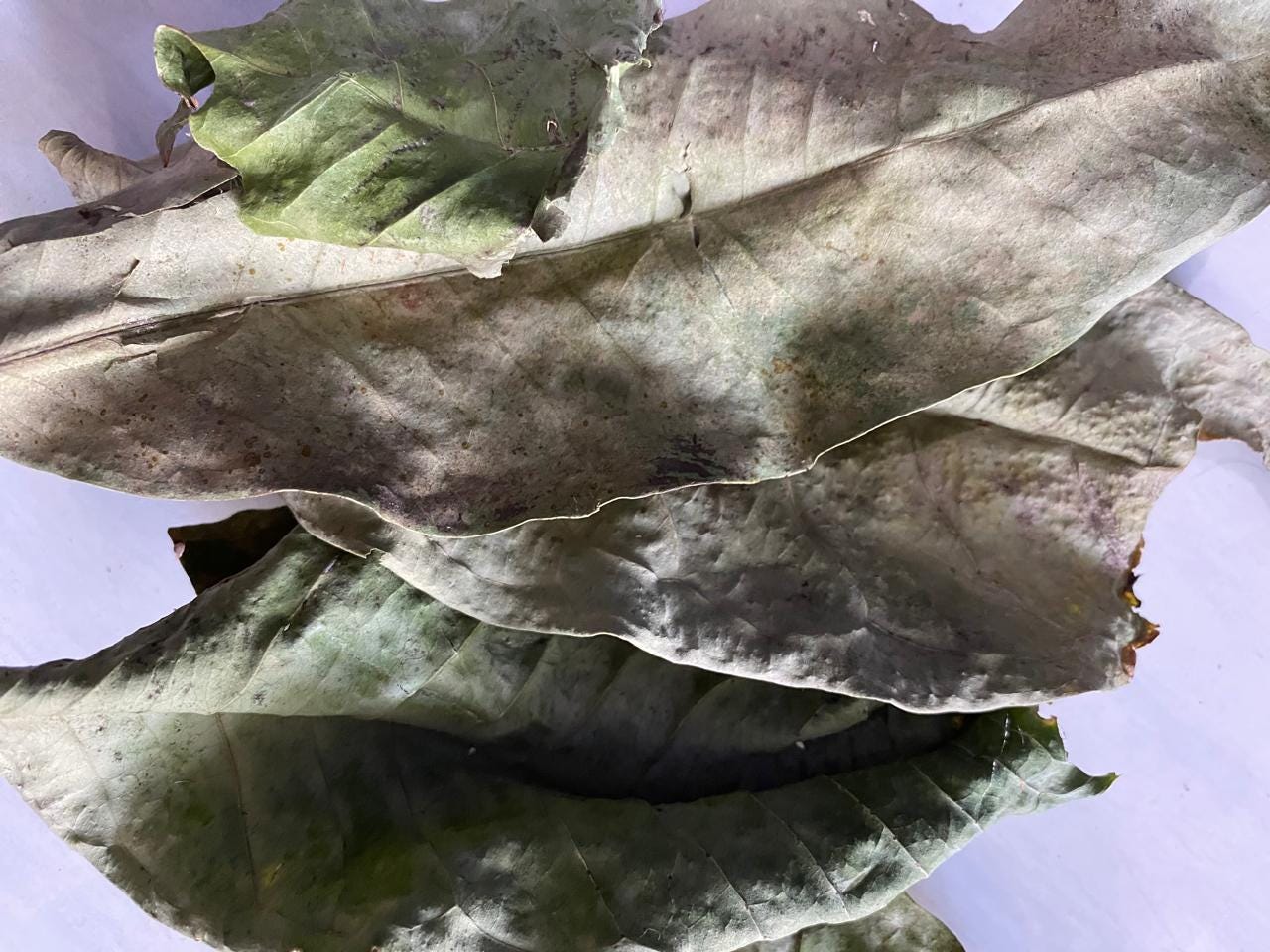 Daun Jambu Air - (Syzygium aqueumL Leaf) Dried and Powder