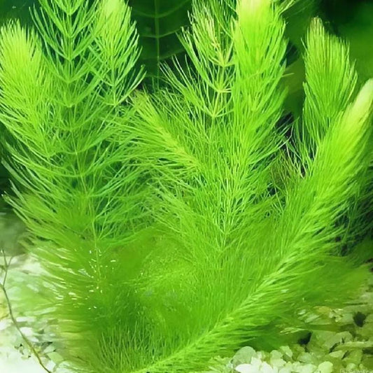 Ganggang Klorella Bubuk (Chlorella Powder)