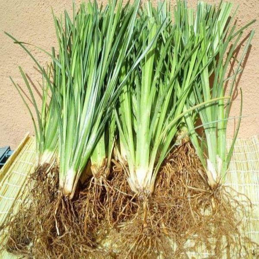 Akar Wangi - Vitiveria zizanioides Root (Dried and Powder)