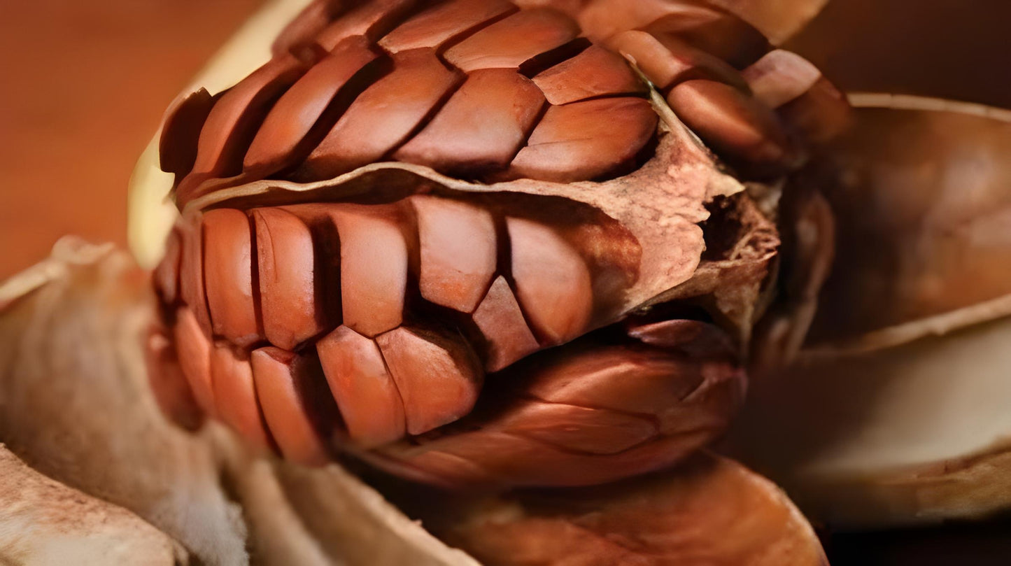 Biji Mahoni - Mahogany Seeds Swietenia mahagoni (Dried Seed, Peeled Seed and Powder)