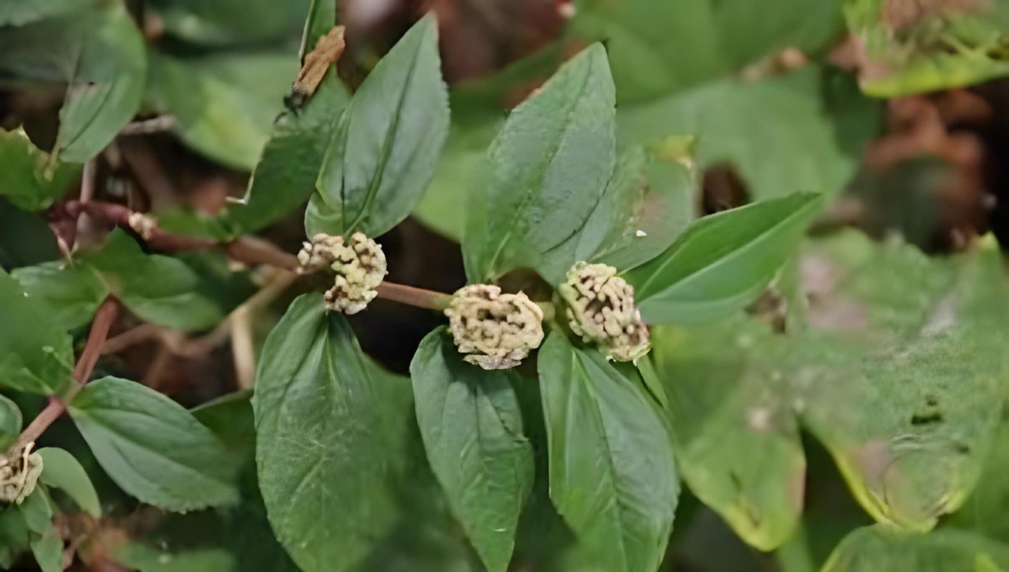 Patikan Kebo Patikan Kerbau - Euphorbia hirta (Dried and Powder)