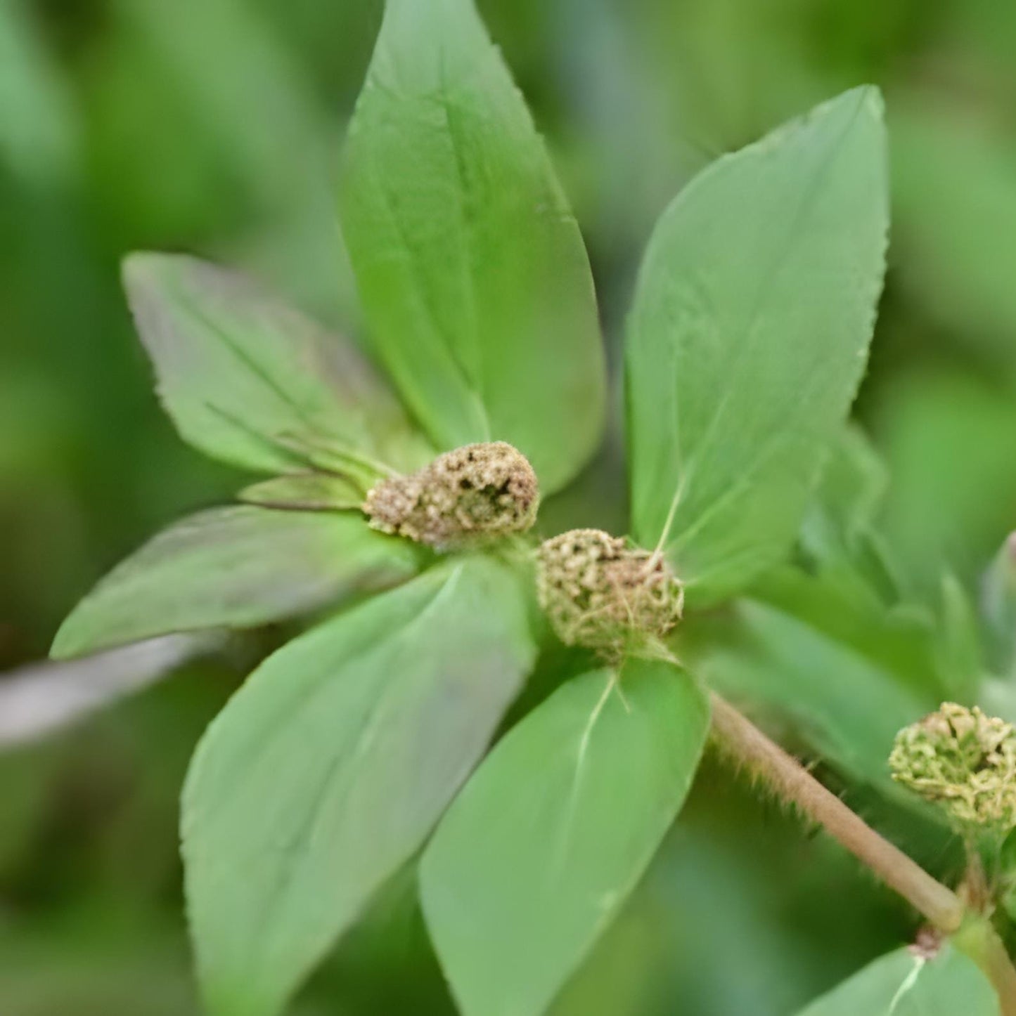 Patikan Kebo Patikan Kerbau - Euphorbia hirta (Dried and Powder)