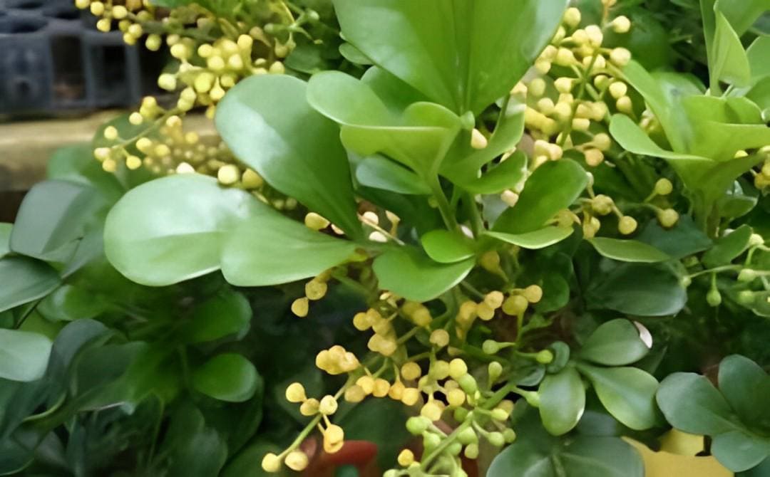 Biji Klabet (Hulbah fenugreek methi seeds) Trigonella foenum-graecum (Dried and Powder)
