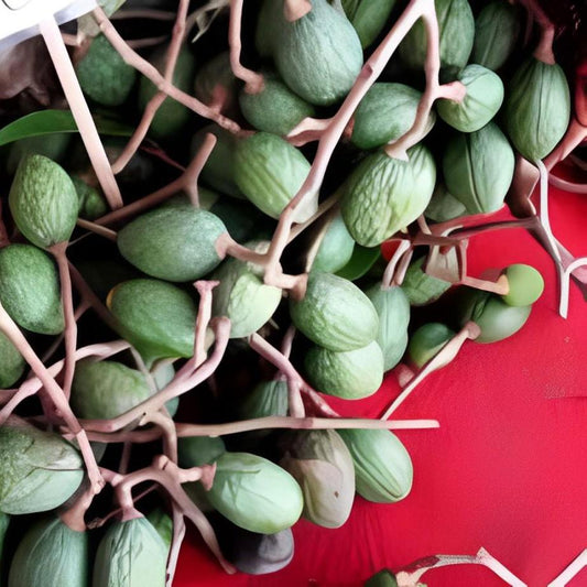 Buah Tempayang / Bentayang Kering - Fismiana Affinis Dried
