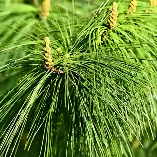 Daun Pinus Sylvestris Leaf (Dried and Powder)