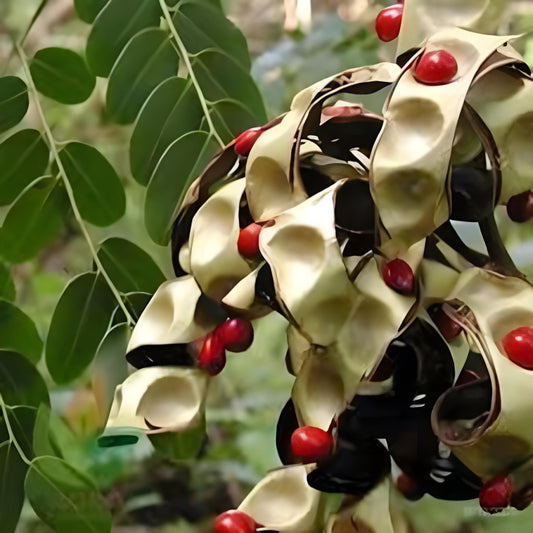 Biji Saga Merah Kering (Red Saga Adenanthera pavonina Seeds Dried)