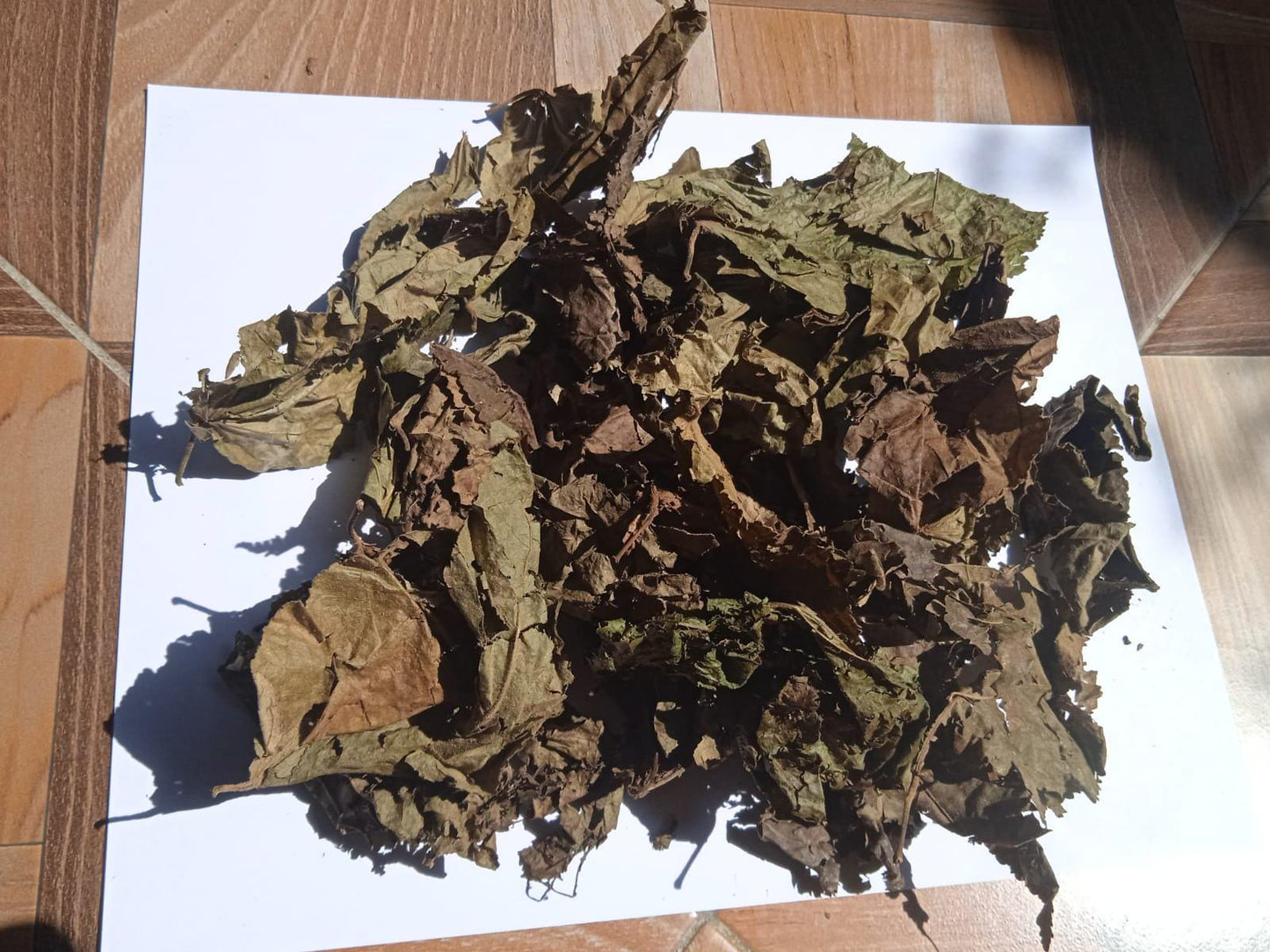 Daun Jati Belanda - Guazuma ulmifolia Leaf (Dried and Powder)