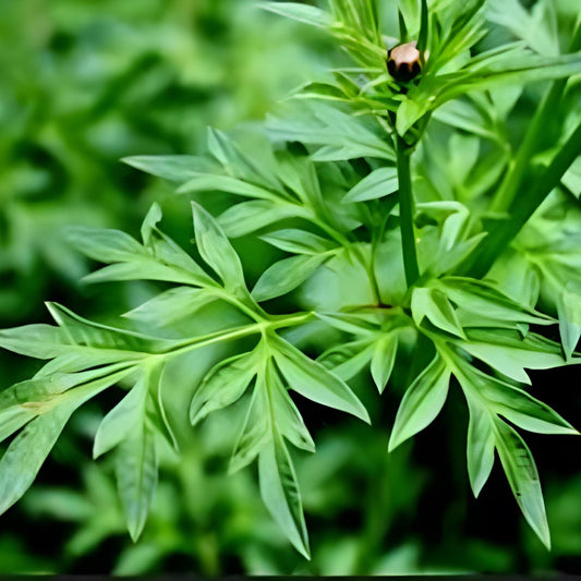 Daun Kenikir - Cosmos Caudatus Leaf (Dried and powder)