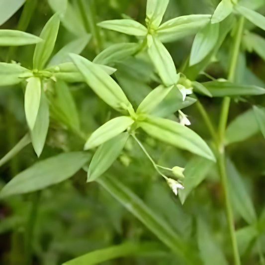 Rumput Mutiara Kering - Oldenlandia Leaf Dried
