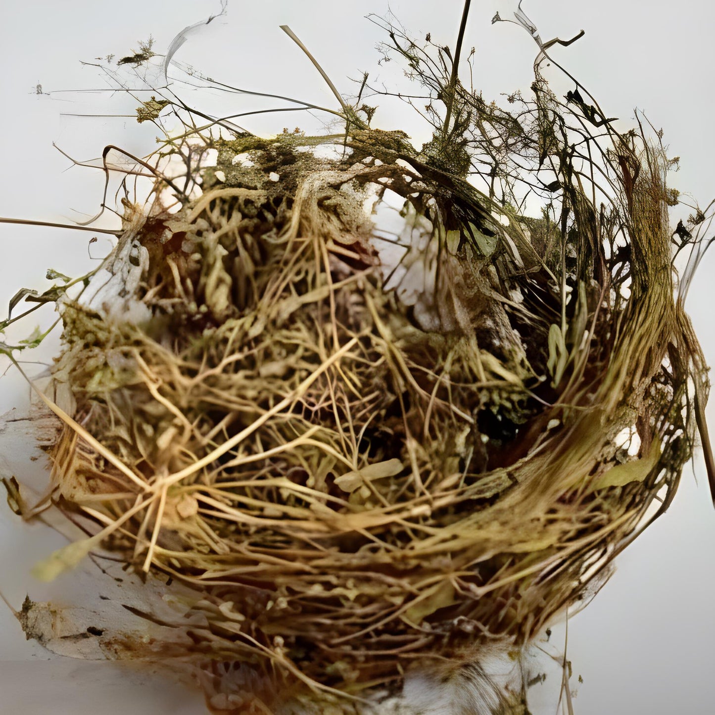 Rumput Mutiara Kering - Oldenlandia Leaf Dried