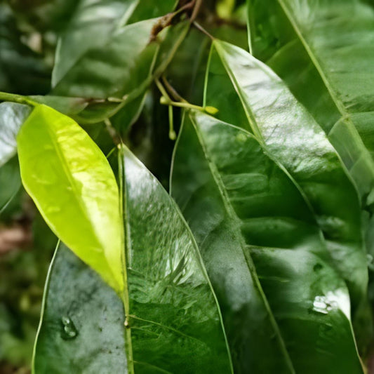 Daun Pala - Myristica Fragrans Leaf (Dried and Powder)