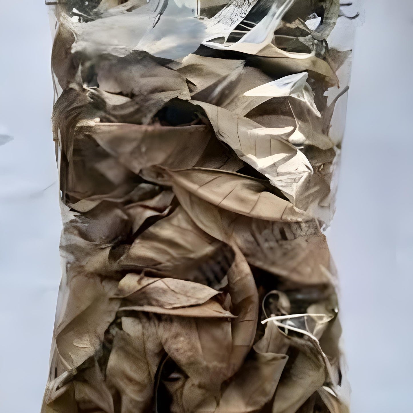 Daun Pala - Myristica Fragrans Leaf (Dried and Powder)