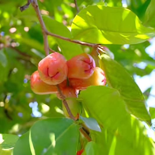 Daun Jambu Air - (Syzygium aqueumL Leaf) Dried and Powder