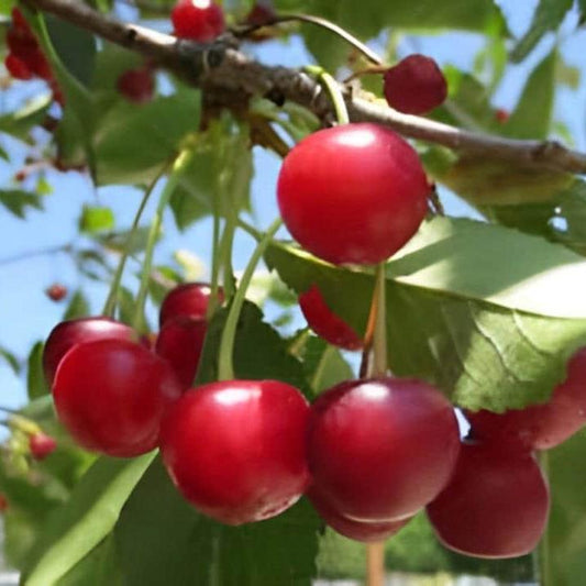 Buah Kersen Bubuk (Muntingia calabura Seed Powder)