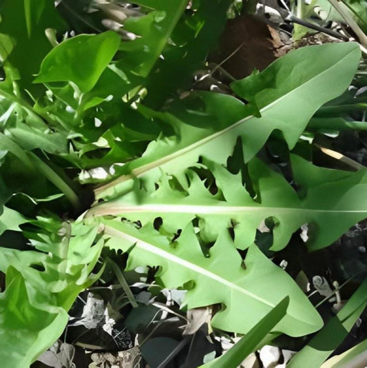 Daun Jombang - Taraxacum officinale Weber et Wiggers Leaf (Dried and Powder)