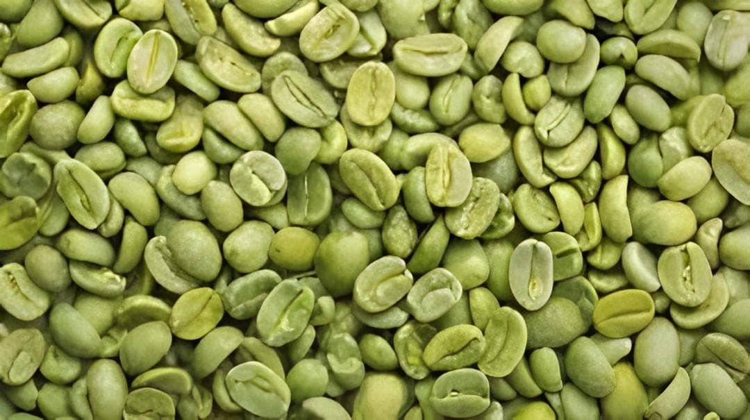 Kopi Hijau - Green Coffee (Powder and Dried)