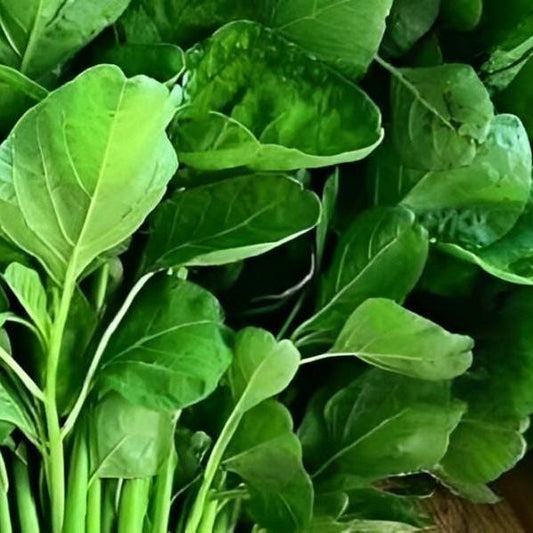 Daun Bayam - Amaranthus Leaf (Dried and Powder)