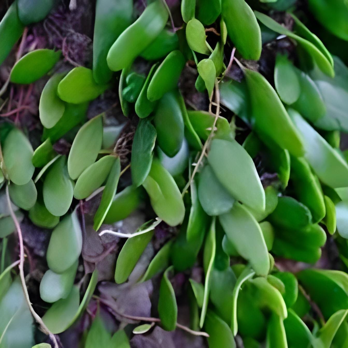 Daun Sisik Naga - Pyrrosia piloselloides Leaf (Dried and Powder)