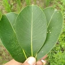 Daun Jamblang Juwet Hijau Duwet Jambu Keling Syzygium cumini Leaf (Dried and Powder)